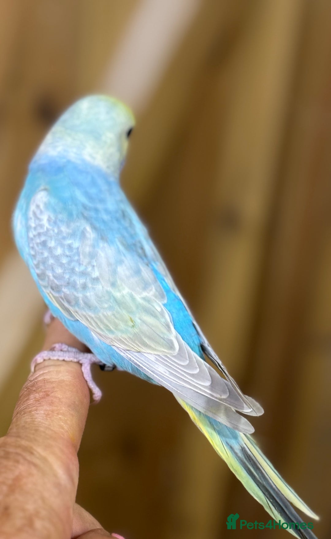 Budgerigars birds for sale: Rainbow budgie hand reared  - Image 7