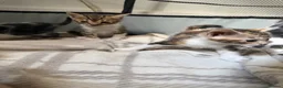 Bengal cats for sale: Bengal / Norwegian forest - Advert 29