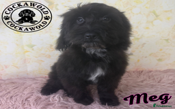 Cockapoo dogs for sale:  Exceptional Quality F1 Black Cockapoo Puppies  - Image 5