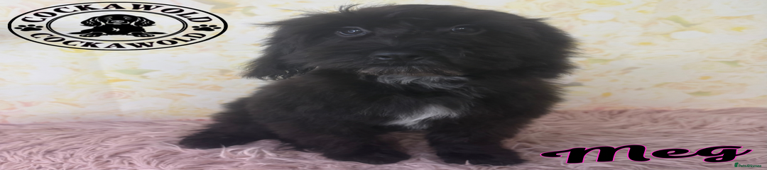 Black Cockapoo Girls