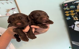 Sprocker dogs for sale: Beautiful Sprocker puppies  - Image 5