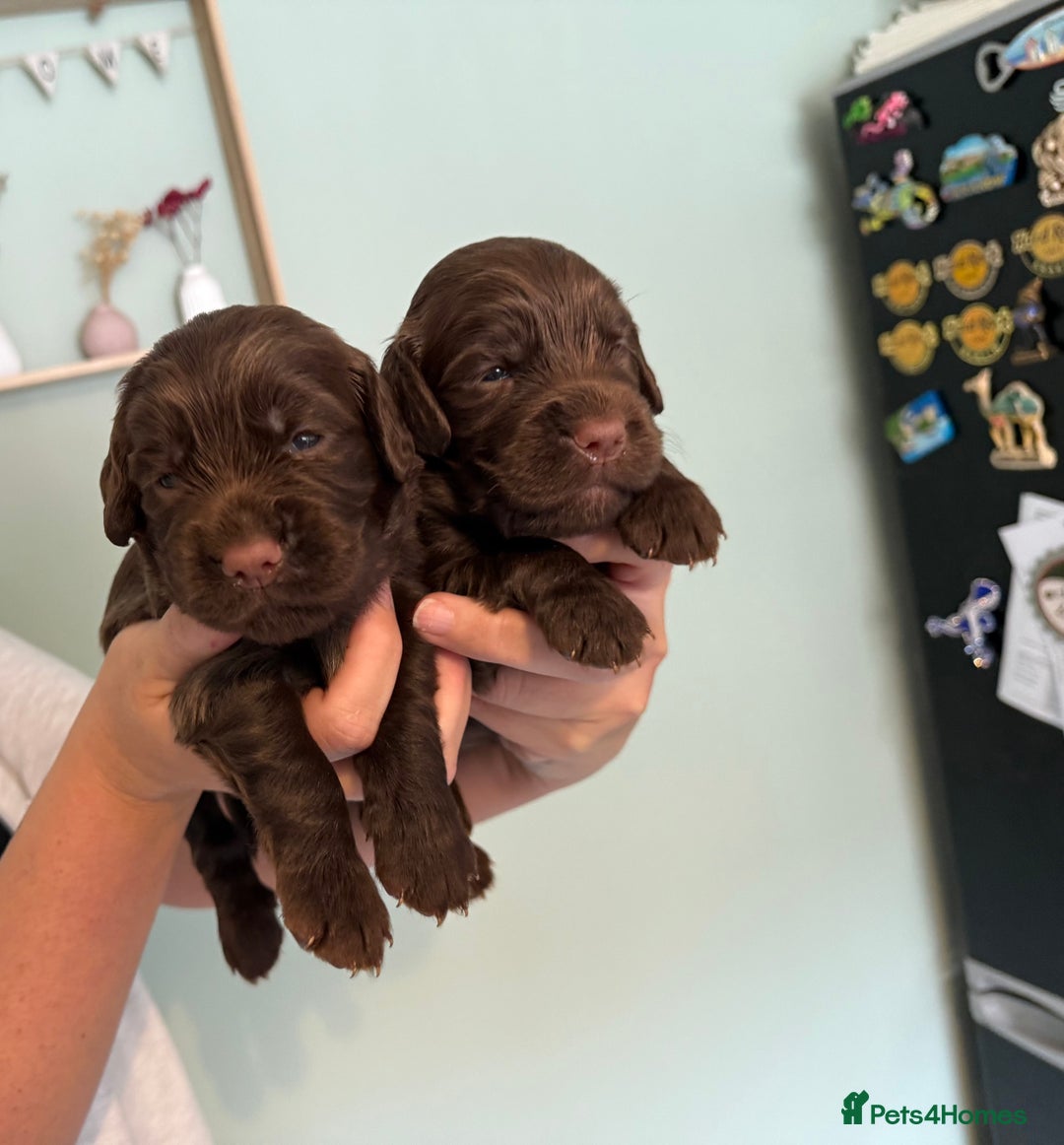 Sprocker dogs for sale: Beautiful Sprocker puppies  - Image 5