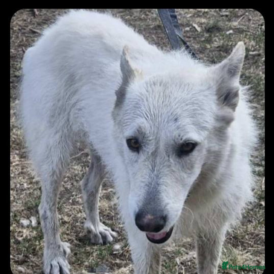 Mixed Breed dogs for adoption: Kia is looking for her forever home! - Image 2