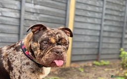 Olde English Bulldogge dogs for sale: Old English Bulldog PUPPIES 👀‼️ - Image 2