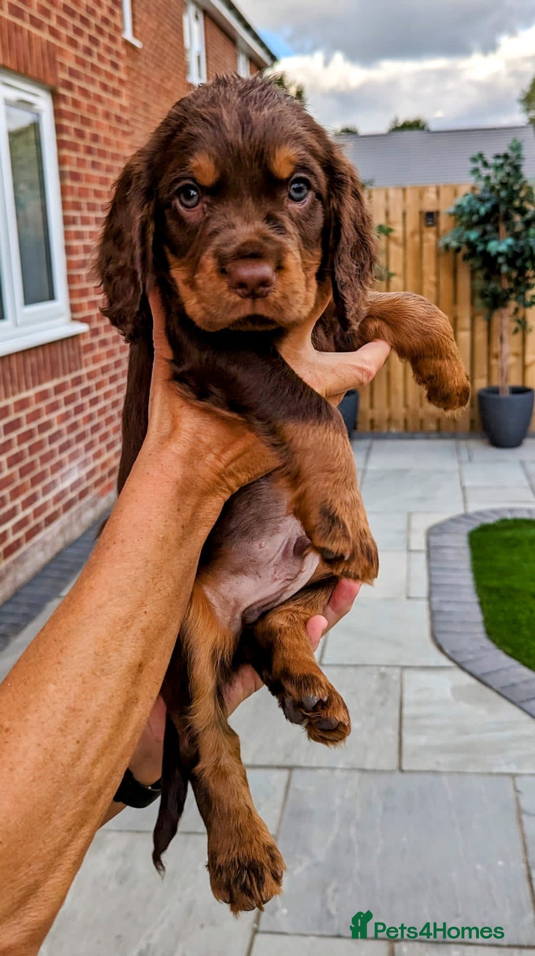 Cocker Spaniel dogs for stud: 🔥WORKING CHOC ROAN COCKER STUD 🔥 in Gateshead - Advert 5
