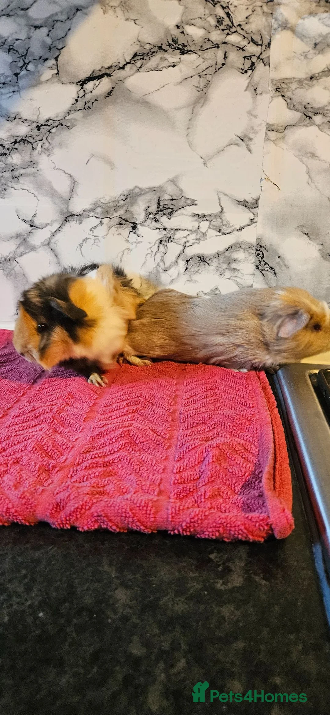 Guinea Pig rodents for sale: 2. Brothers  - Advert 6