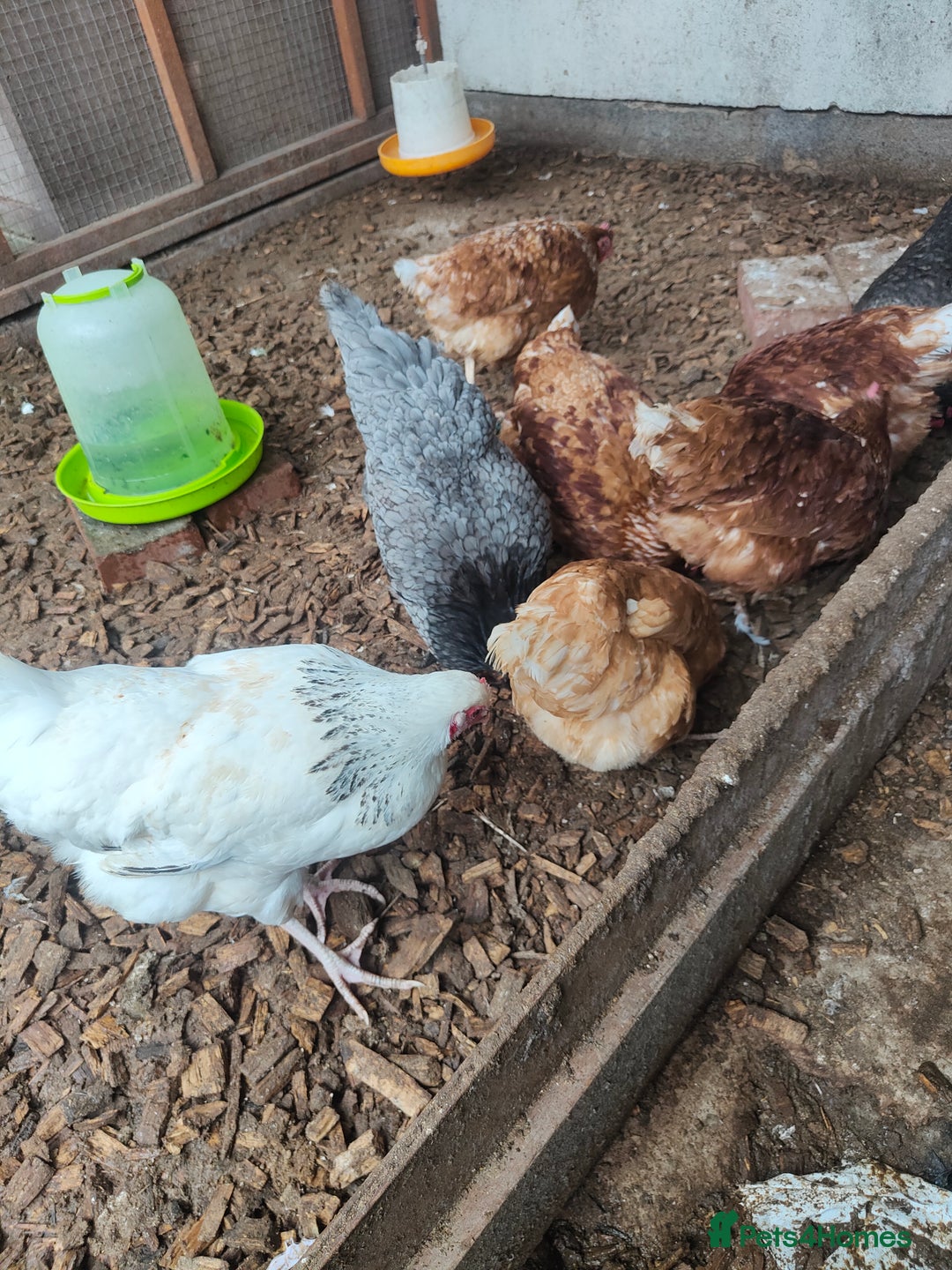 Chickens poultry for sale: 9 mixed breed hens - Image 2