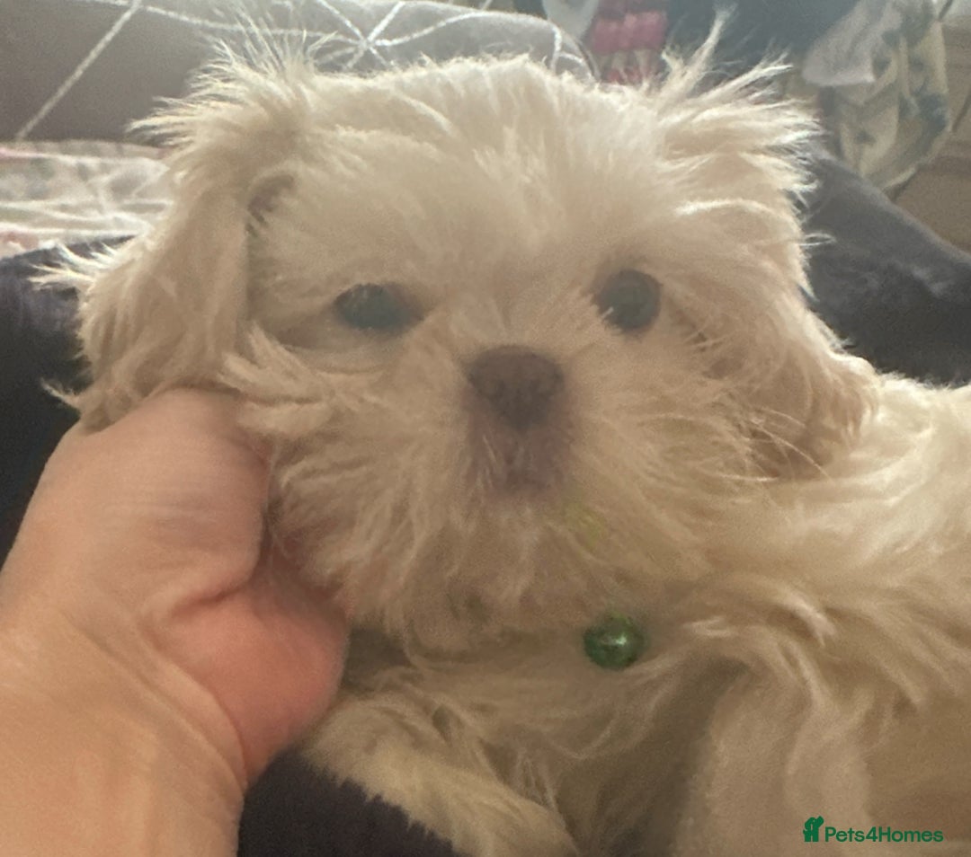 Shih Tzu dogs for sale: Lavender White Imperial Shih Tzu Puppies - Advert 23