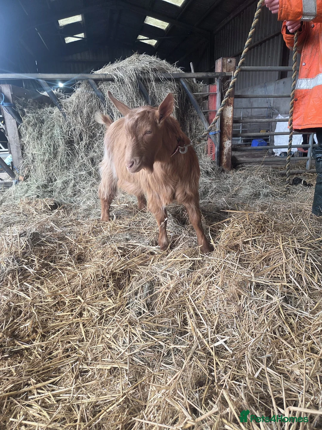 Goats livestock for sale: Royal Golden Guernsey  - Advert 1