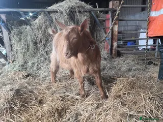 Goats livestock Royal Golden Guernsey - Advert 3