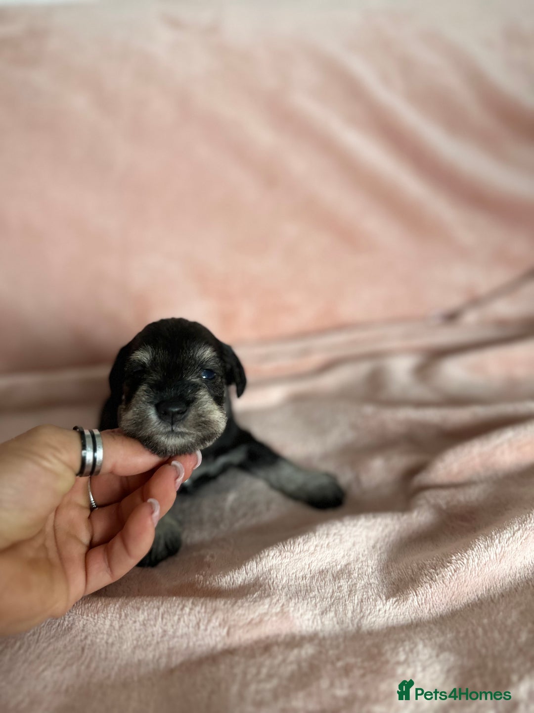 Miniature Schnauzer dogs for sale: OUTSTANDING CHAMPION LINES PUPPIES  - Advert 10