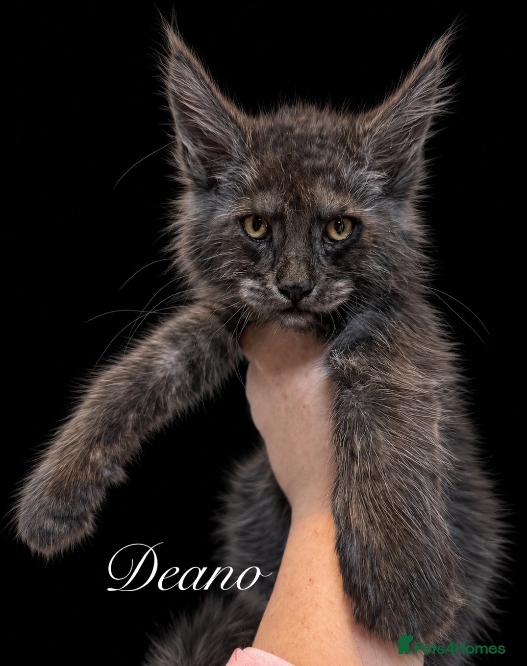 Maine Coon cats 9 STUNNING BLACK SMOKE MAINE COON CUBS  - Advert 2