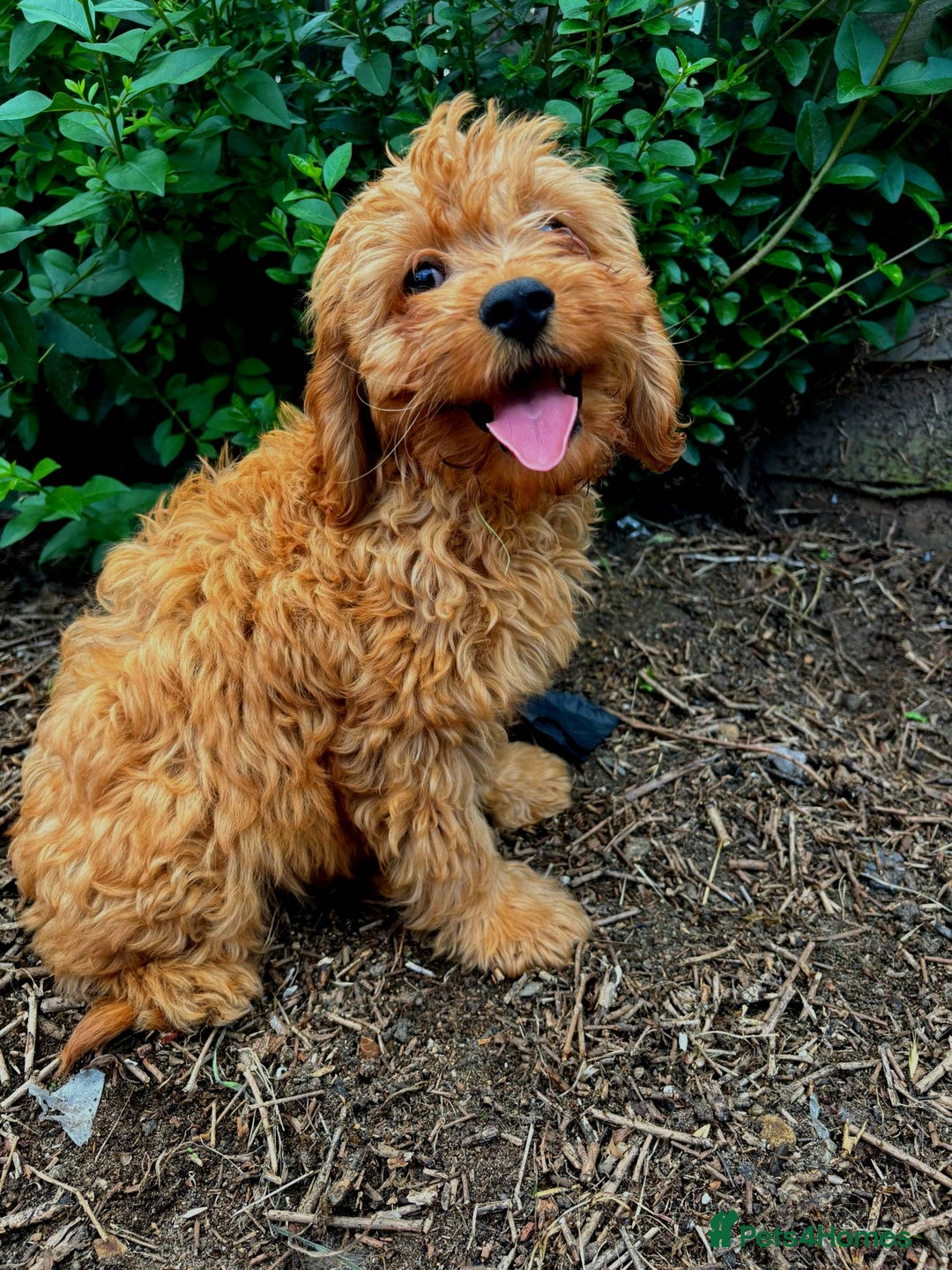 Cavapoo dogs for sale: DNA CLEAR F1 RED CAVAPOOS  - Image 5