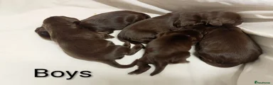 Sprocker 1
