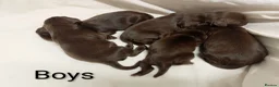 Sprocker dogs for sale: F1 sprocker puppies - Advert 26