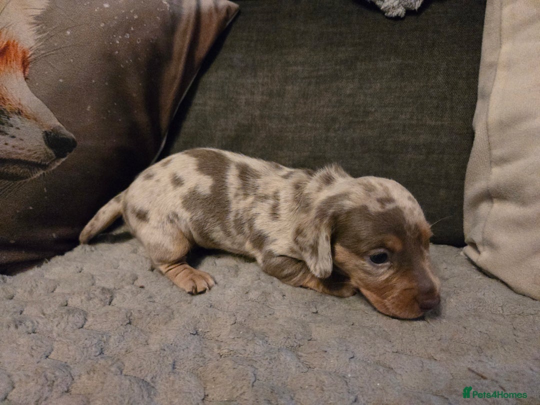 Miniature Dachshund dogs for sale: Miniature Dachshund Puppies - Advert 14
