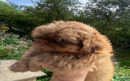 Shih Tzu dogs for sale: Beautiful Imperial Shih Tzu’s - Image 2