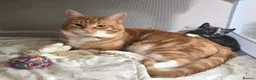 Mixed Breed cats for sale: Fantastic Four - Advert 15