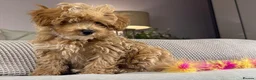Maltipoo dogs for sale: OAKWELL RETRIEVERS ON INSTAGRAM  - Advert 14