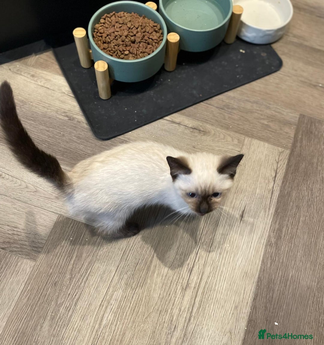 Ragdoll cats for sale: Purebred Female Seal Point Ragdoll Kitten £600 - Advert 5