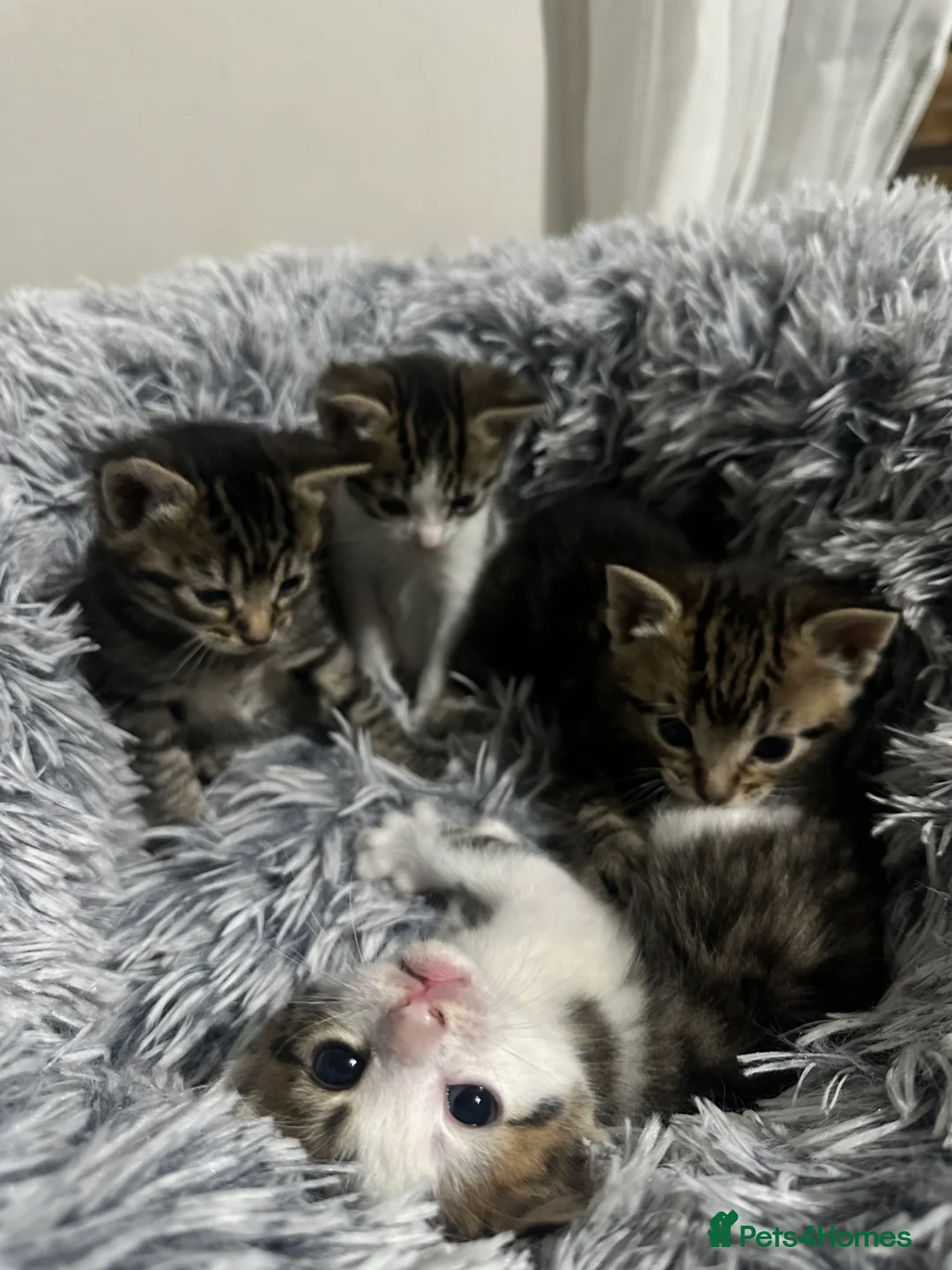 Mixed Breed cats for sale: Mixed male tabby boys  - Advert 2