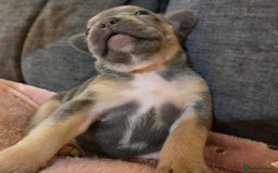 French Bulldog dogs for sale: Beautiful French Bulldog Puppies - Image 7