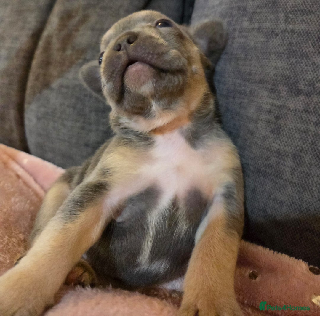 French Bulldog dogs for sale: Beautiful French Bulldog Puppies - Image 7