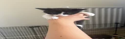 British Longhair cats for sale: Girl kittens for sale  in St. Neots - Advert 4