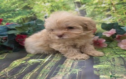 Shihpoo dogs for sale: F1 TOY SHIHPOO puppies, platinum choc champagne - Image 13