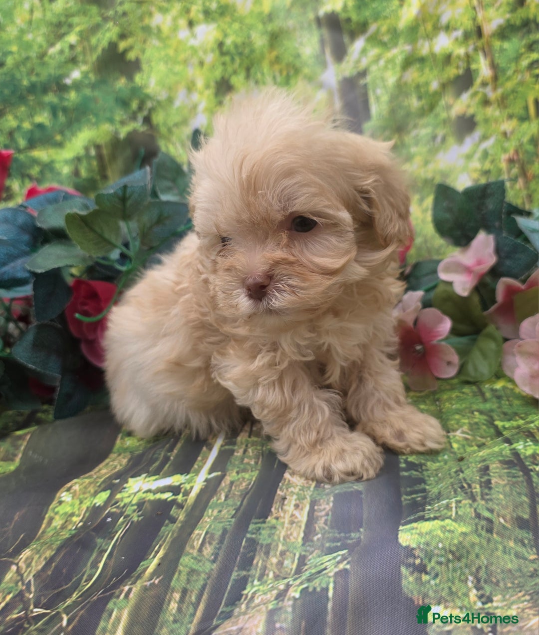 Shihpoo dogs for sale: F1 TOY SHIHPOO puppies, platinum choc champagne - Image 13