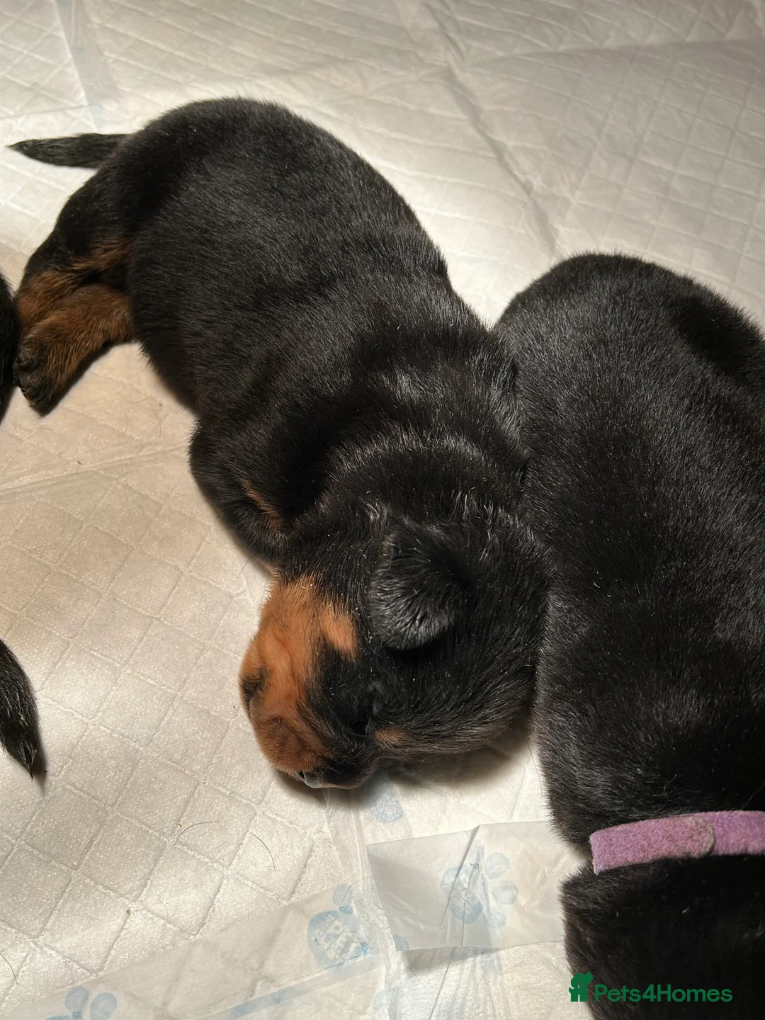 Rottweiler dogs for sale: Champion  bloodline Rottwiler Puppies  - Advert 35