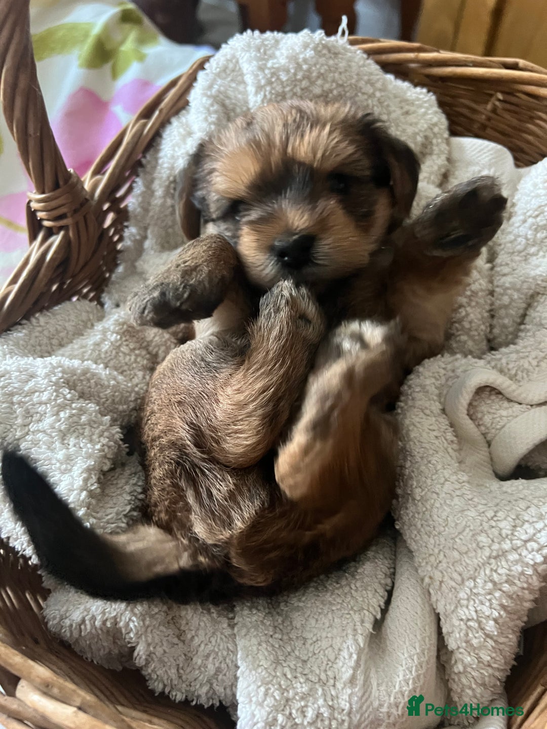 Yorkshire Terrier dogs for sale: Beautiful Chocolate Orange Yorkshire Terriers - Image 19