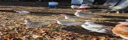 Turkeys poultry for sale: A pair of Slate Turkeys- Mr & Mrs in Liss - Advert 5