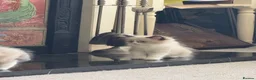 Ragdoll cats for sale: Stunning  ragdoll kittens boy available  - Advert 14