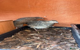 Quail poultry for sale: 1 male and 1 female corurnix quail - Image 10