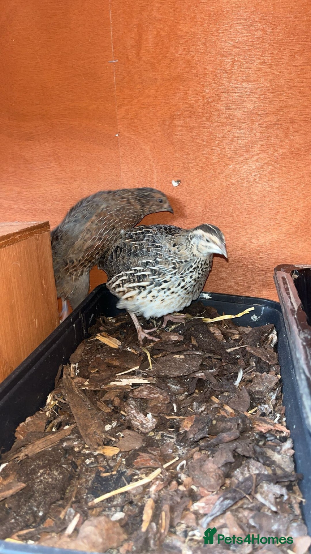 Quail poultry for sale: 1 male and 1 female corurnix quail - Image 10