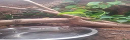 Corn Snake reptiles for sale: Corn snake  in Peterborough - Advert 4