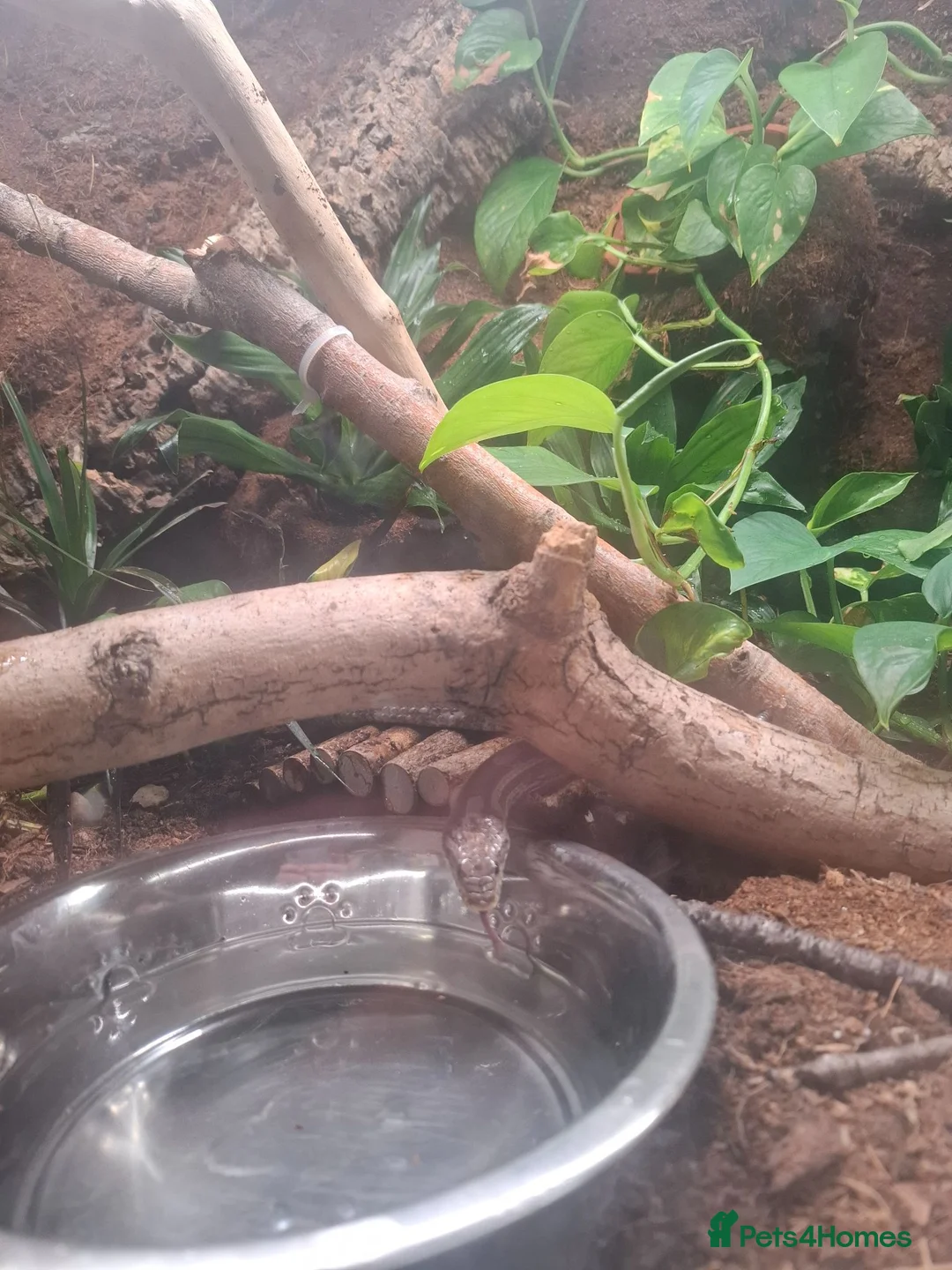 Corn Snake reptiles for sale: Corn snake  in Peterborough - Advert 4