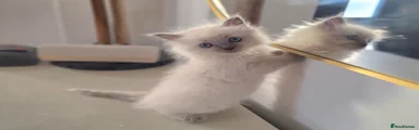 Ragdoll Kitten 4