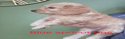 Cockapoo dogs for sale: F1 Cockapoos hereditary clear - Advert 16