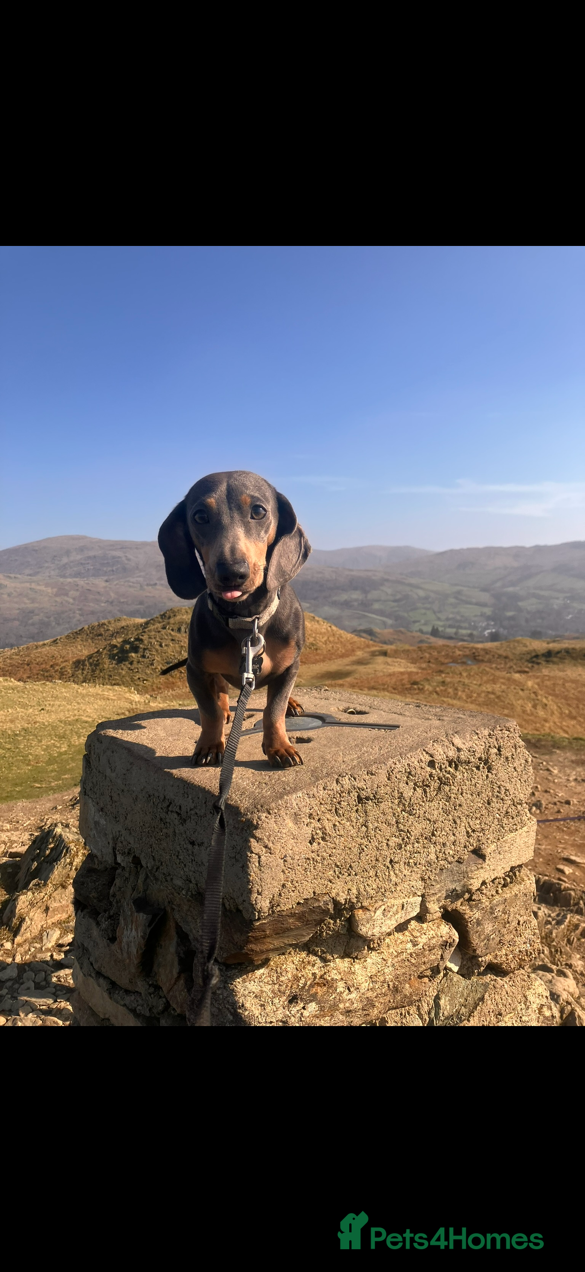 Miniature Dachshund dogs 2.5 years old miniature dachshund. Blue  - Advert 2
