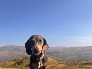 Miniature Dachshund dogs 2.5 years old miniature dachshund. Blue - Advert 2