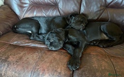 Mixed Breed dogs for sale: cane corso cross puppies  - Image 5