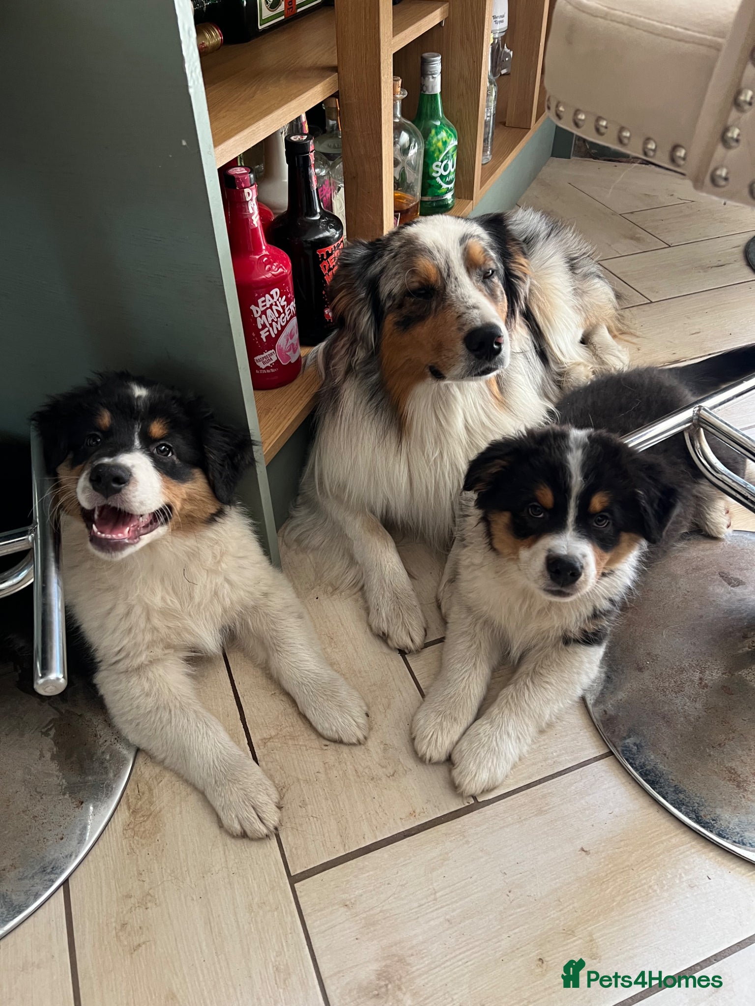 Australian Shepherd dogs for sale: Australian shepherd puppies - Advert 15