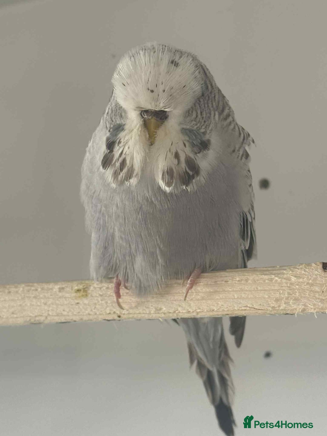 Budgerigars birds for sale: Selection of budgies available  - Advert 13