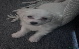 Bichon Frise dogs for sale: Adorable Puppies Ready for Their Forever Homes  - Image 24