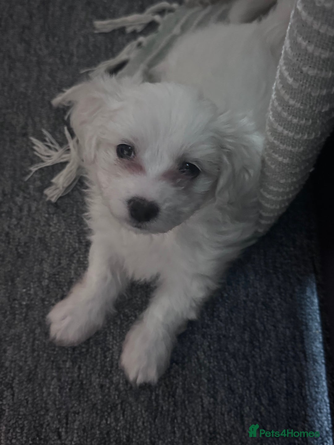 Bichon Frise dogs for sale: Adorable Puppies Ready for Their Forever Homes  - Image 24
