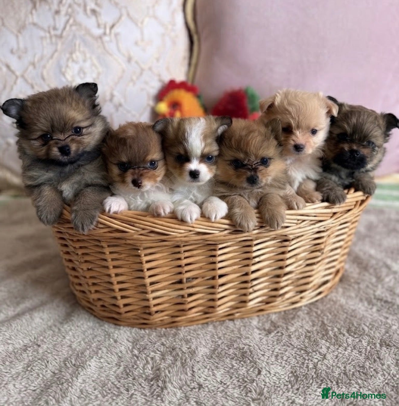 Pomeranian dogs “Ready now” Teddy bear Pomeranian puppies  - Advert 1