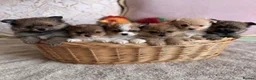 Pomeranian dogs for sale: Ready now Last little Boy … Pomeranian puppies  - Advert 8