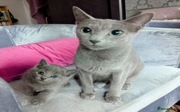 Russian Blue cats for sale: Affectionate TICA Registered kittens - Image 2